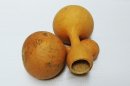 Ø27-28 cm Flasche Kalebasse - Kürbisflasche