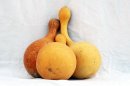 Ø21-22 cm Flasche Kalebasse - Kürbisflasche