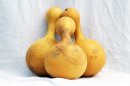 Ø23-24 cm Flasche Kalebasse - Kürbisflasche