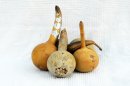 Ø9-10 cm Flasche Kalebasse - Kürbisflasche