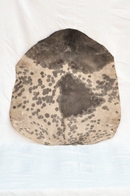 Dickes geflecktes weißes Sahel-Ziegenfell - Djembe Trommel Fell