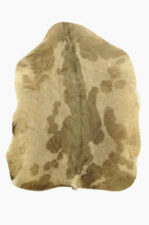 Rasiertes Sahel Ziegenfell - Djembe Trommel Fell