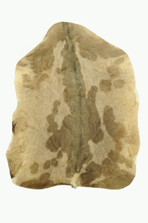 Sehr sehr dickes rasiertes kastrierter Sahel-Ziegenbock Fell - Djembe Trommel Fell