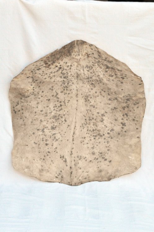 Dickes geflecktes weißes Sahel-Ziegenfell - Djembe Trommel Fell