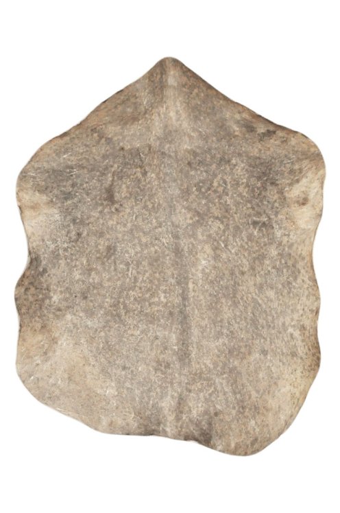 Sehr dickes gesprenkeltes braunes Sahel-Ziegenfell - Djembe Trommel Fell