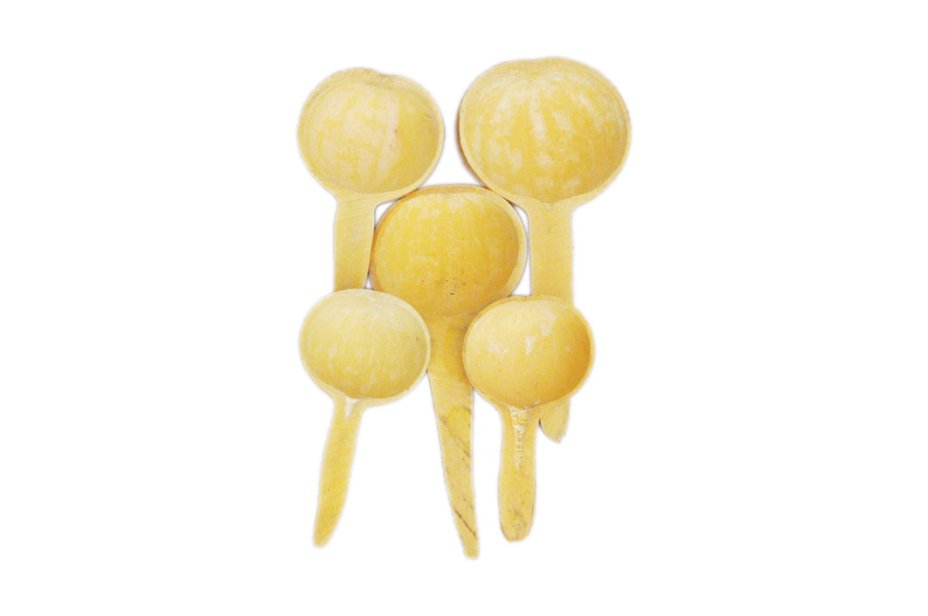 Kalebasse Schöpfkelle Löffel Ø10-15 cm