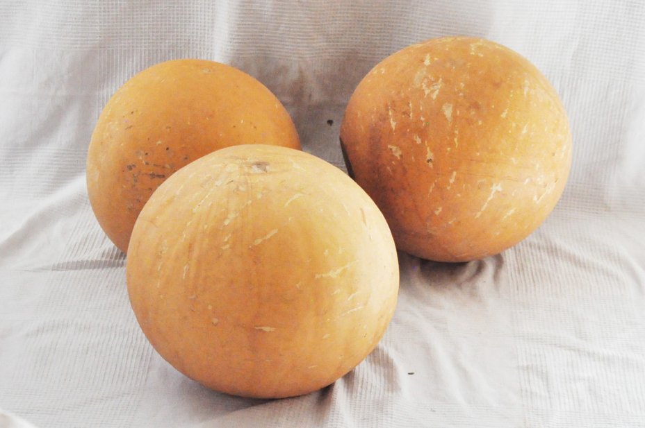 Ø45-46 cm runde Kalebasse - Kugelförmiger Kürbis