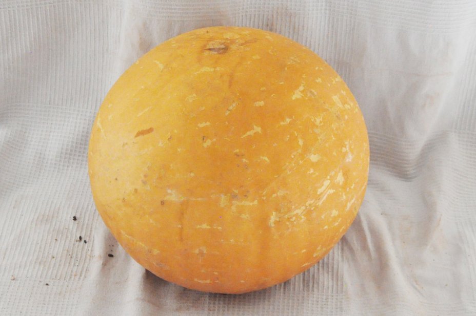Ø57-58 cm runde Kalebasse - Kugelförmiger Kürbis